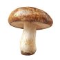 きのこ