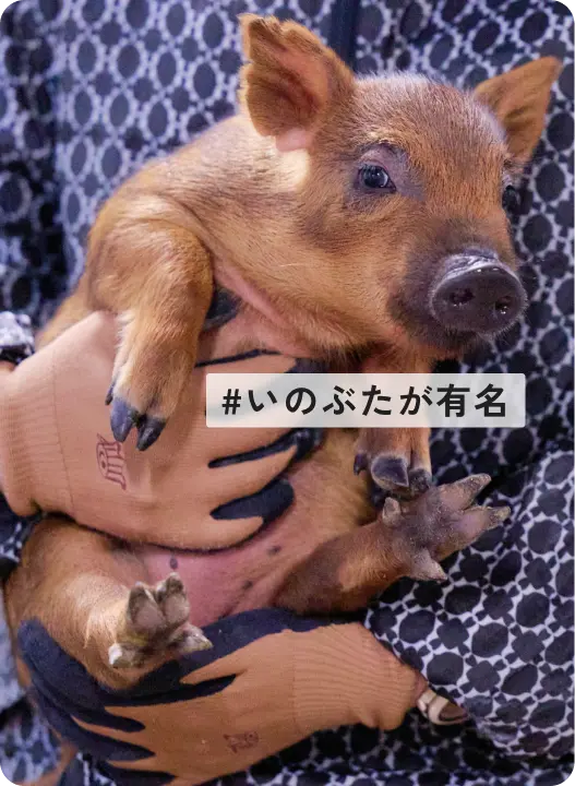 写真：#いのぶたが有名